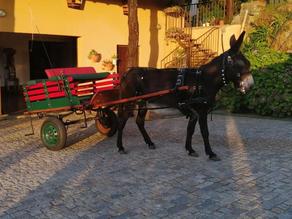 Quinta De Carcavelos Agroturismo E Enoturismo 塞洛里库迪巴什图 外观 照片
