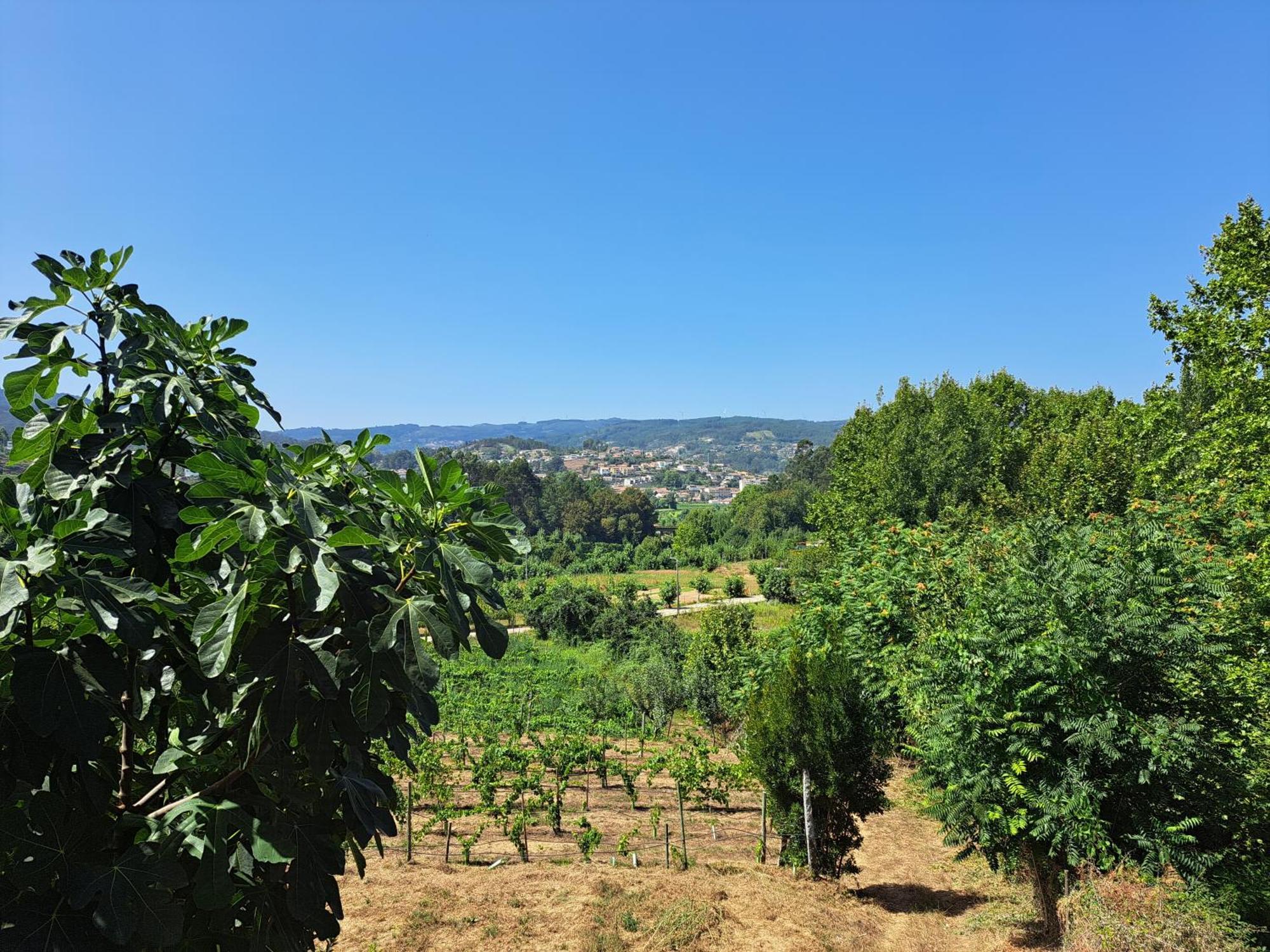 Quinta De Carcavelos Agroturismo E Enoturismo 塞洛里库迪巴什图 外观 照片